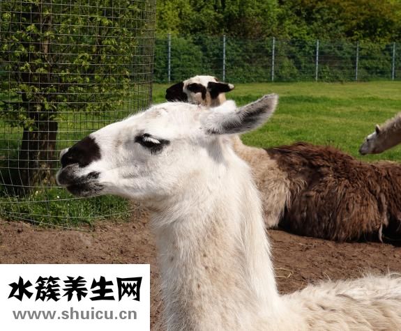 如何治療耳鳴
