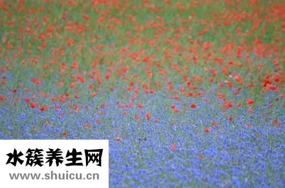 補腎吃什么好