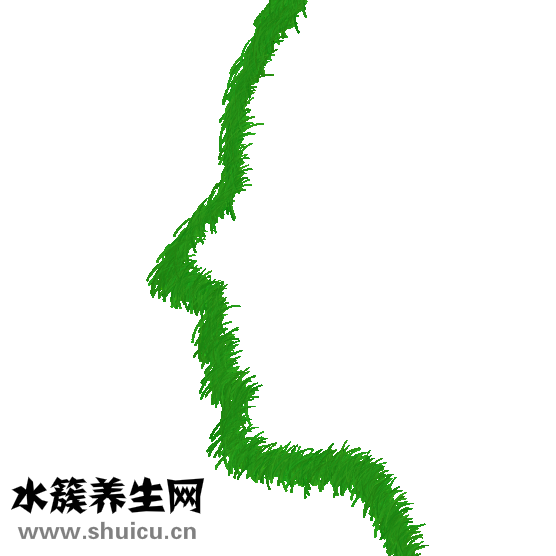 斑禿吃什么藥