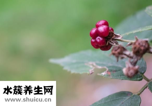 覆盆子是什么
