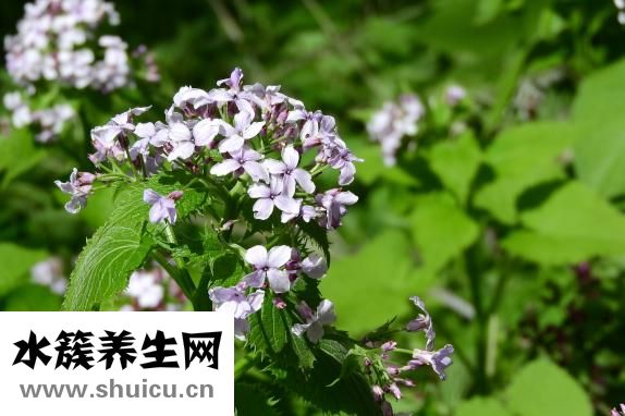 鐵線蕨怎么養