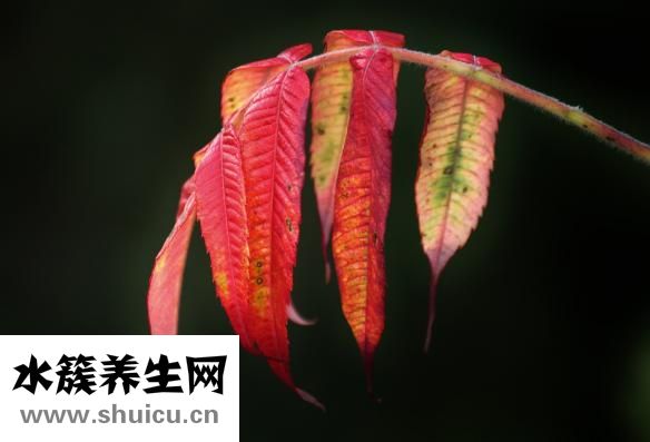 斑禿吃什么藥