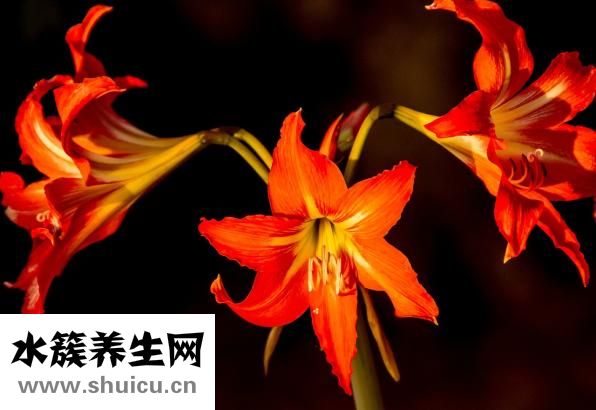 表白信怎么寫