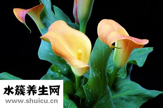 氣溶膠是什么