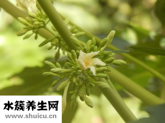 吃什么粥養胃
