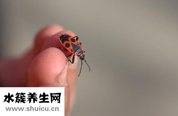 無名指是哪個
