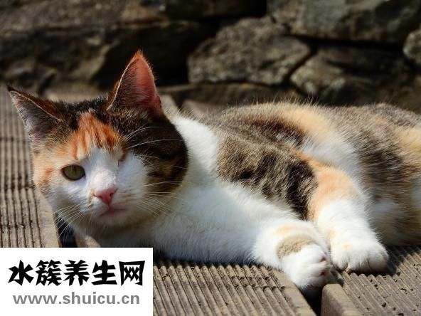 如何治療近視