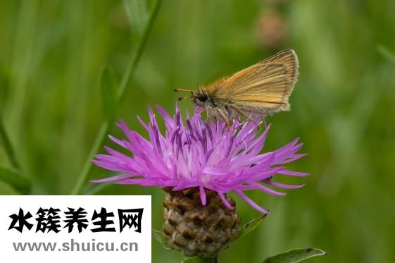 如何治療近視