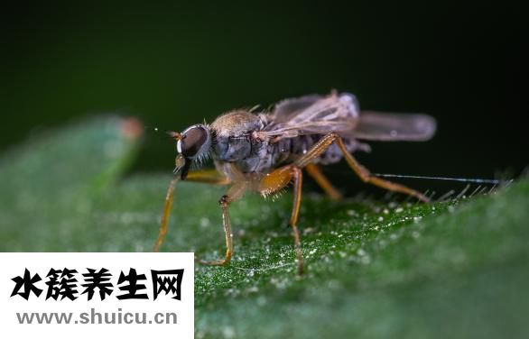 螞蝗是什么