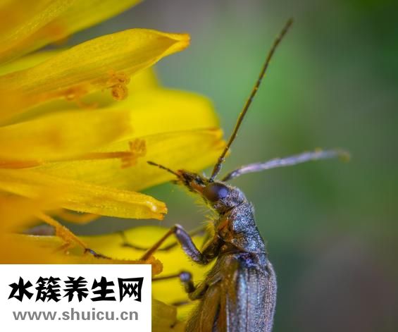 螞蝗是什么
