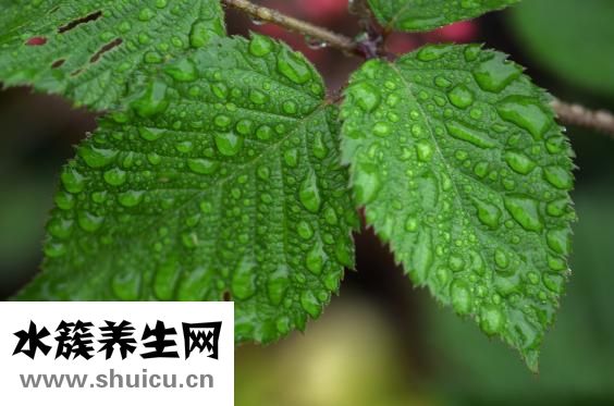 干海參怎么發