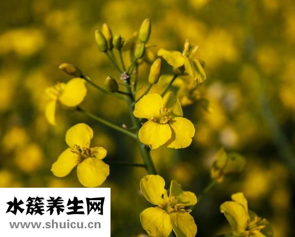 白蟻吃什么