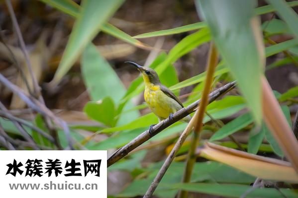黃鸝鳥吃什么
