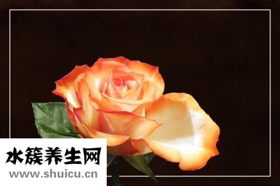 怎么疊玫瑰花