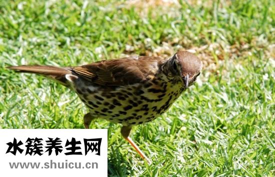 鵝口瘡怎么治