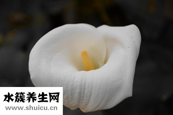 馬蹄蓮怎么養