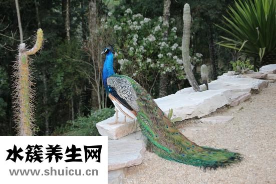 百雀羚怎么樣
