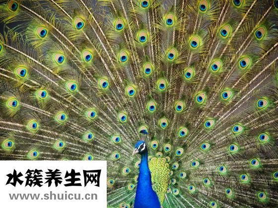 百雀羚怎么樣