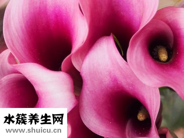 馬蹄蓮怎么養