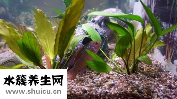 鱸魚產于哪里