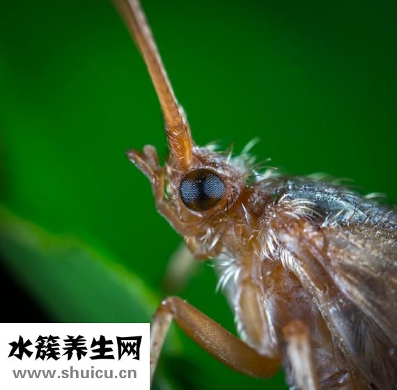 塘鲺是什么