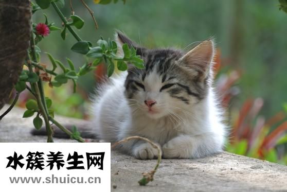 貓撲怎么了