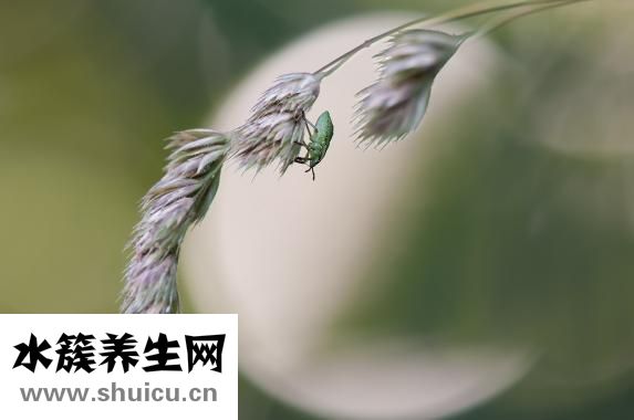 怎么樣抓鳥