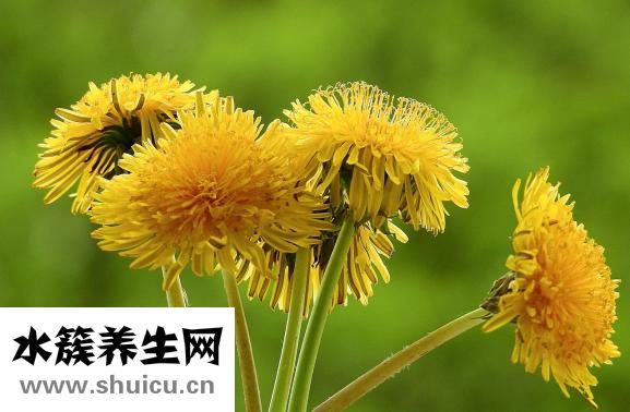什么是腸粘連