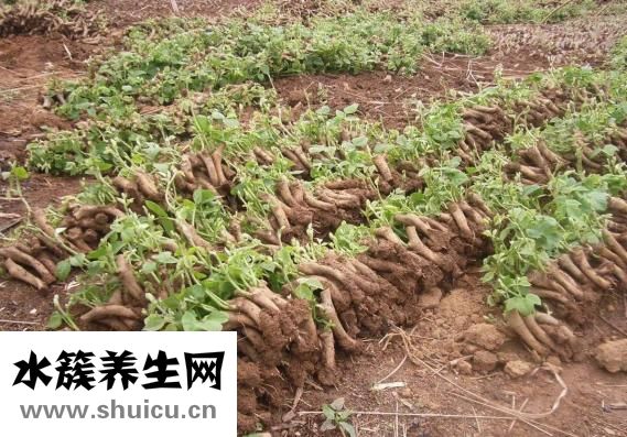 葛根汁怎么樣