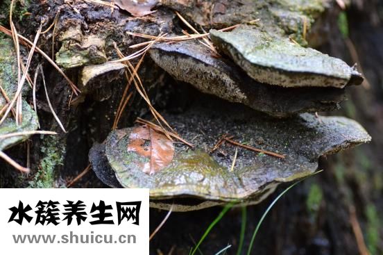 泰芝郎怎么樣