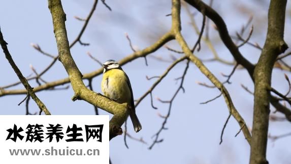 怎么樣抓鳥