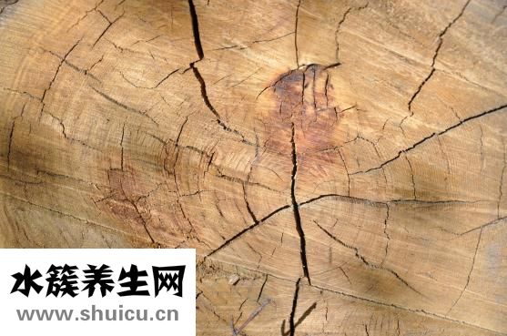 集金號怎么樣