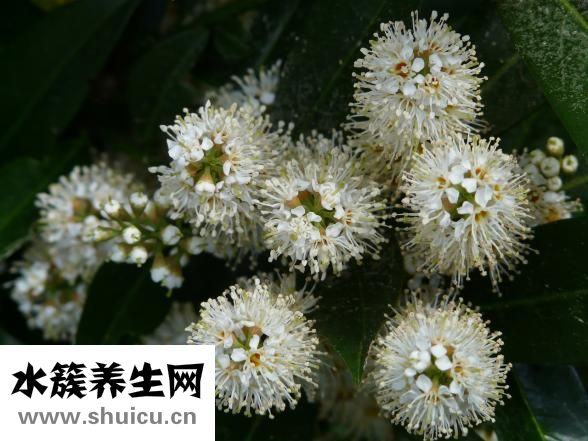 露得清怎么樣