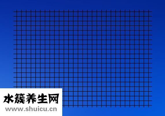 怎么樣抓鳥