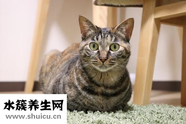 貓撲怎么了