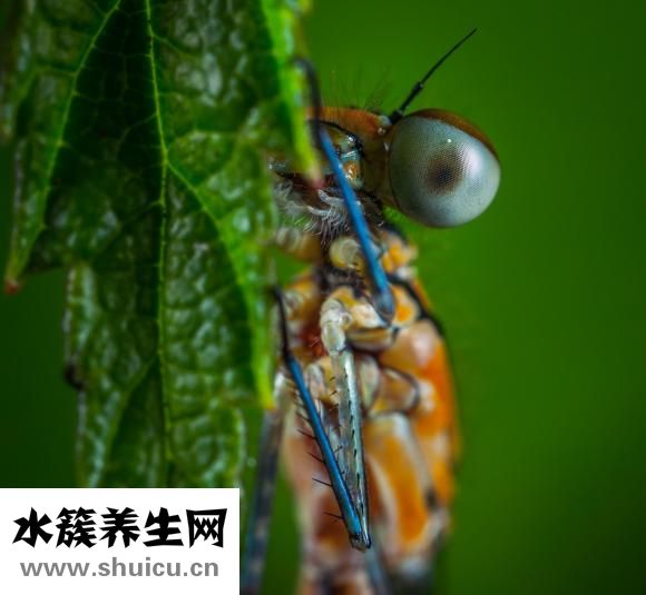 塘鲺是什么