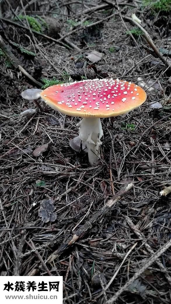 泰芝郎怎么樣