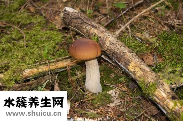 芭樂雅怎么樣