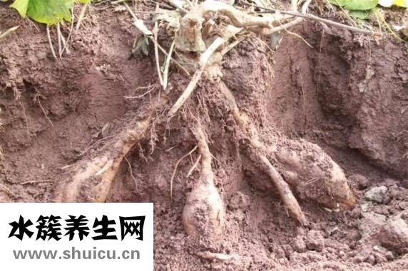 葛根汁怎么樣