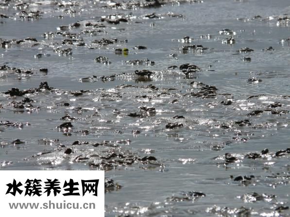 沙蟲是什么