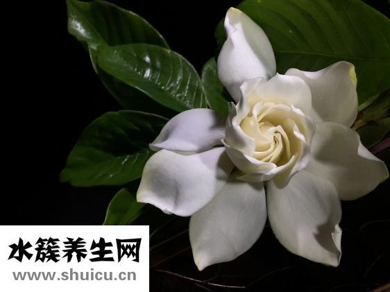 白月光石怎么樣