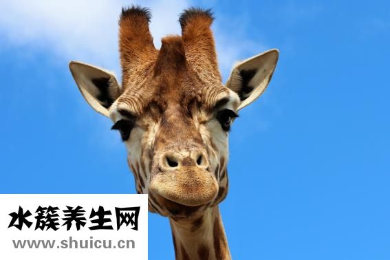 土辦發怎么樣