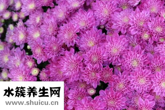 秋菊對什么