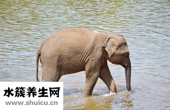大象腿怎么辦