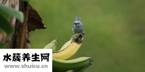 怎么樣的香蕉