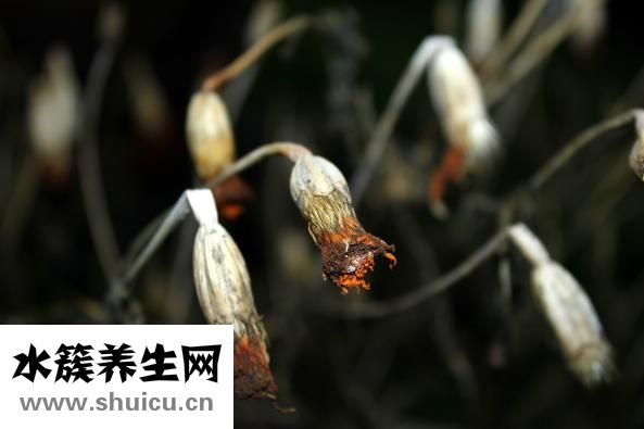 手腳脫皮是怎么回事