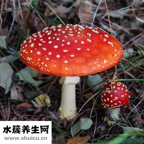 毒蘑菇吃了會怎么樣