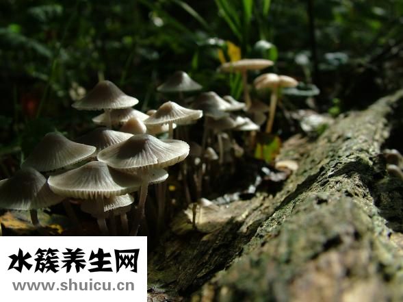 毒蘑菇吃了會怎么樣
