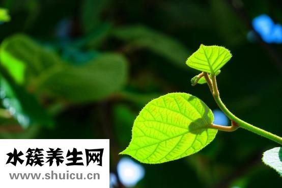 腦血栓吃什么藥好