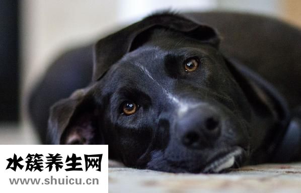 懷孕了發燒怎么辦